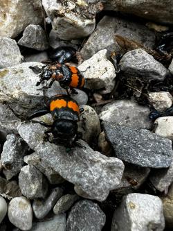 Zwei bunte Käfer krabbeln über Steine.