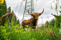 Ein Hochlandrind steht von unten fotografiert auf einer blütenreichen Wiese, hinter ihm ragt ein Strommast auf.