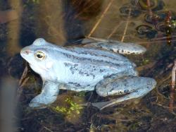 Ein blauer Frosch sitzt im seichten Wasser.
