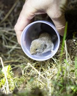 Eine Maus wird aus einer Plastikröhre in einen Käfig mit Moosbeet entlassen.