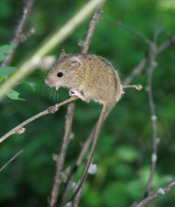 Eine Maus mit langem Schwanz und Aalstrich sitzt auf einem Ästchen.