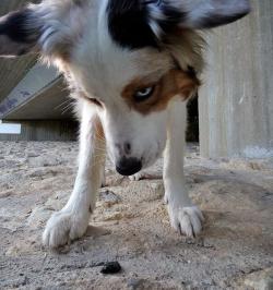 Ein Hund blickt auf eine Losung eines Fischotters.