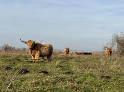 Eine Herde Hochlandrinder steht auf einer Weide im schwäbischen Donaumoos.