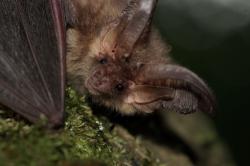 Eine Teilausschnitt einer Fledermaus mit großen Ohren, die dem Betrachter entgegenblickt.