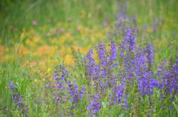 Wiesensalbei wächst auf einer Wiese.