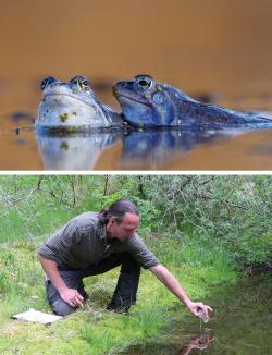 Der Moorfrosch ist der Lurch des Jahres 2025, in Brandenburg ist diese Art noch weiter verbreitet. (Foto oben: Renate Ettl). Die Gewässerprobe, die Nationalparkmitarbeiter Martin Pauli im südöstlichen Bereich des Schutzgebietes entnommen hat, enthielt die DNA eines Moorfrosches. (Foto unten: Annette Nigl/ Nationalpark Bayerischer Wald)