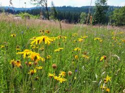 Die diesjährige wissenschaftliche Vortragsreihe des Nationalparks Bayerischer Wald startet am 23. Oktober und widmet sich zu Beginn artenreichen Offenlandlebensräumen mit seltenen Arten wie der Echten Arnika. (Foto: Annette Nigl/Nationalpark Bayerischer Wald)