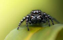 Die Sumpfhockling-Männchen werden gerade einmal vier bis sechs Millimeter groß.