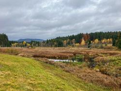 In einem Biberstau im Reschbachtal gelang der Erstnachweis von Attulus floricola im Nationalpark. (Fotos: Lukas Haselberger/Nationalpark Bayerischer Wald)