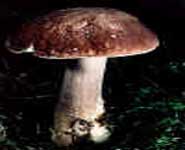 Steinpilz