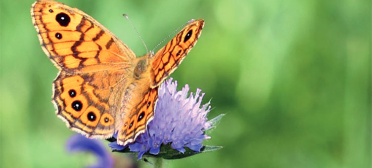 Das Bild zeigt einen Schmetterling auf einer Blüte