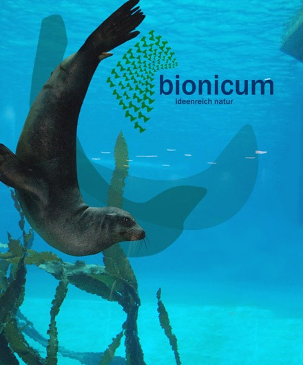 Das Bild zeigt einen Seehund im Wasser; Das Bild trägt die Aufschrift Bionicum Ideenreich Natur