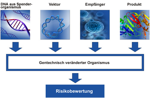 Faktoren zur Sicherheitseinstufung eines gentechnisch veränderten Organismus: Erläuterung siehe nachfolgender Text