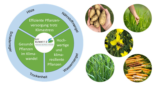 Schaubild Hitze, Nährstoffmangel, Wasermangel, Trockenheit und Schaderreger - Effiziente Pflanzenversorgung trotz Klimastress, Gesunde Plfanzen im Klimawandel, Hochwertige und klimaresiliente Pflanzen - Balklimafit. bild von Kartoffel in der Hand, Hand im Gerstenfeld, Rüben, Blume mit Biene