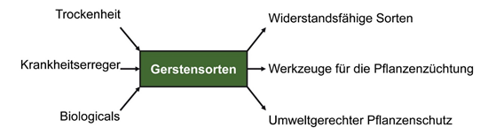 Grafik: Schutz der Gerste vor Pilzkrankheiten bei Trockenheit- Trockenheit, Krankheitserreger, Biologicals zu Gerstensorten zu  Widerstandsfähige Sorten, Werkzeuge für die Pflanzenzüchtung, Umweltgerechter Pflanzenschutz