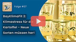 Das Bild zeigt das Folge #37 Klimastress für die Kartoffel – Neue Sorten müssen her! YouTube Thumbnail