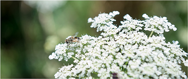Schwebfliege