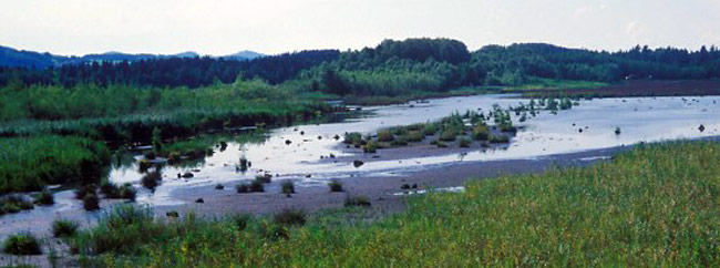 Renaturierung des Ainringer Moors, Foto: Dr. Joswig Walter