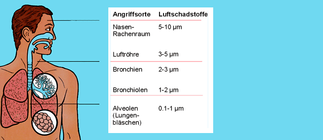 Darstellung der Lungengängigkeit der Feinstaubpartikel; Erläuterung siehe beschreibender Text auf der Seite