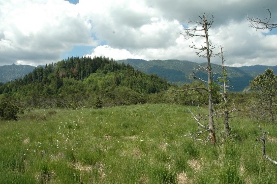 Das Bild zeigt eine Moorlandschaft