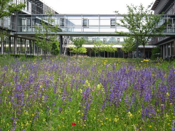 Das Bild zeigt eine Blumenwiese inmitten von Bebauung