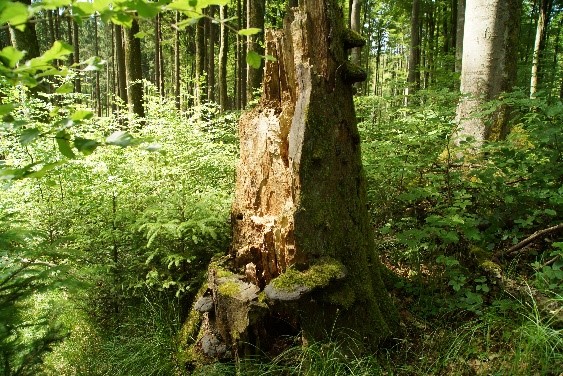 Das Bild zeigt einen Bayerischen Wald