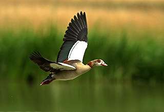 Nilgans