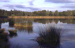 Bild zeigt den Binzinger Teich (als Teil der Waldnaabaue)