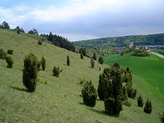 Blick auf einen typischen Altmühlleiten-Hang