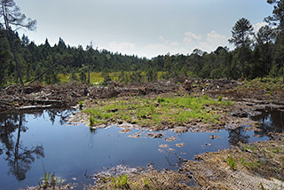 Moor