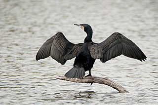 Kormoran