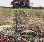 Bild zeigt die Pflanzenart "Silberscharte" (Jurinea cyanoides)
