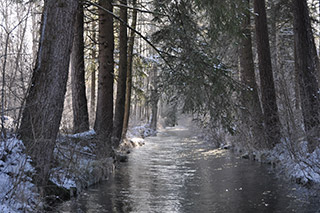 Stadtwaldbach im Winter