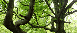 Alte Buchen