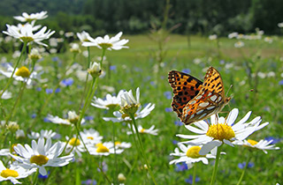 Blumenwiese mit Schmetterling