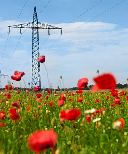Hochspannungsleitung und -mast auf einer Wiese
