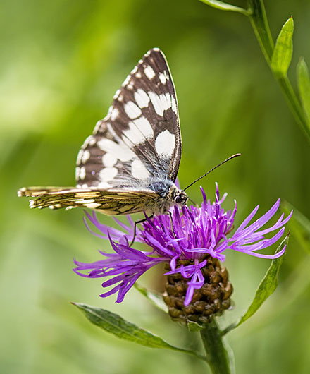 Das Bild zeigt einen Schmetterling auf einer Distel