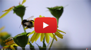 Link zum Video Neuartige biogene Hybridpolymere aus Zellulose und Chitin, Externer Link zum YouTube-Kanal des Bayerischen Staatsministeriums für Umwelt und Verbraucherschutz