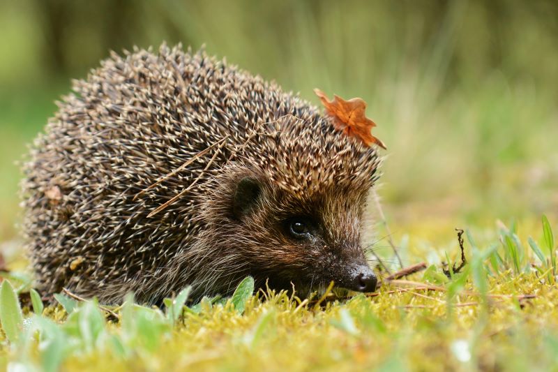 Igel im Garten