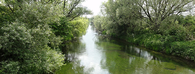 Fluss mit Bäumen und Sträuchern im Uferbereich